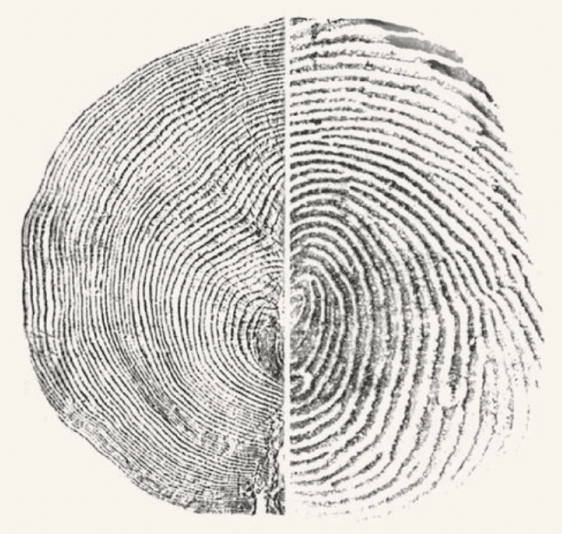 Split fingerprint illustration representing a personal FateTell FateBook